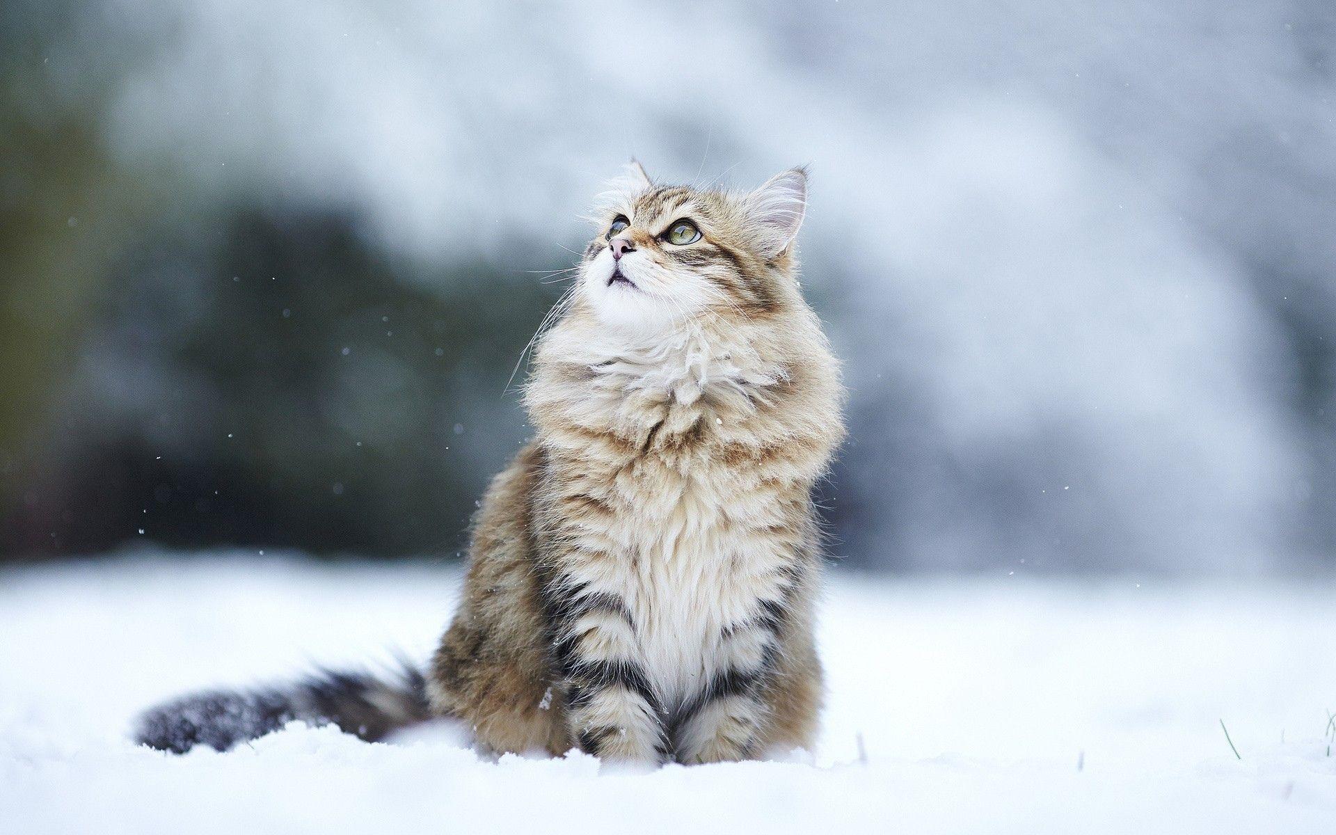 1920x1200 Cat Wallpaper Snow