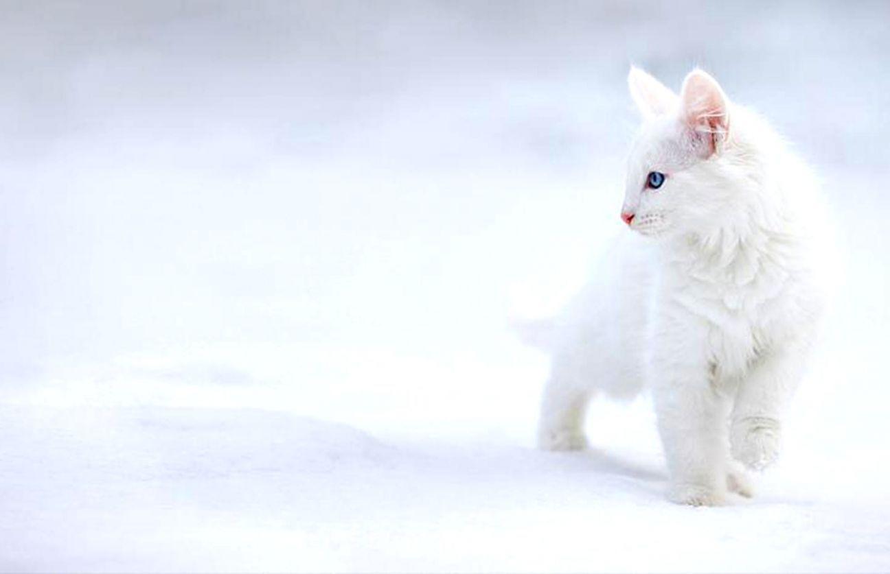 Cute Winter Cat Wallpapers - Top Free Cute Winter Cat Backgrounds 