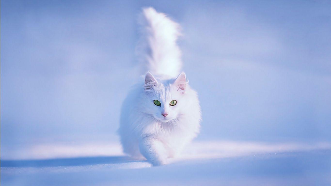 1366x768 Winter Kitten Wallpaper