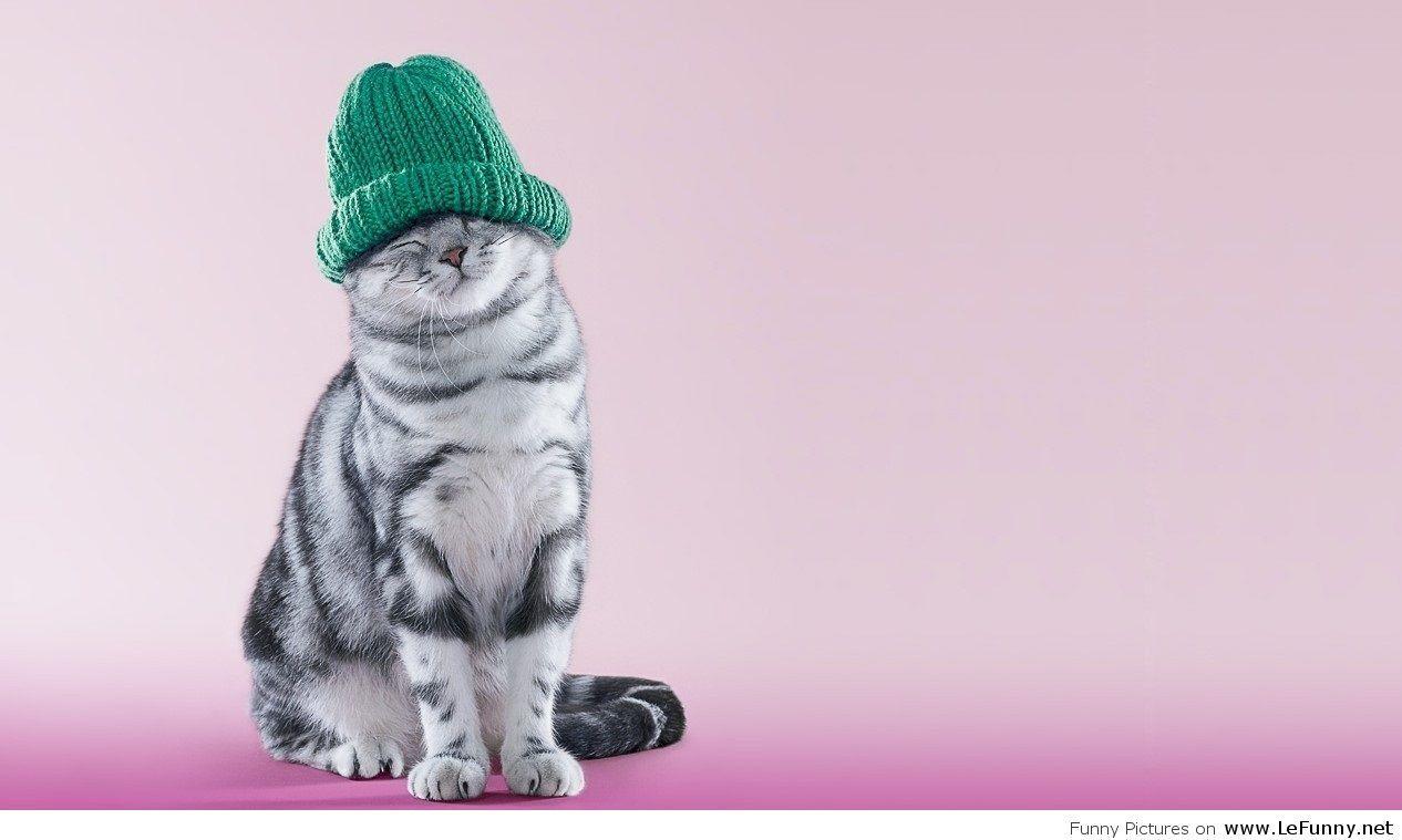 1266x759 Funny Winter Cat Wallpaper