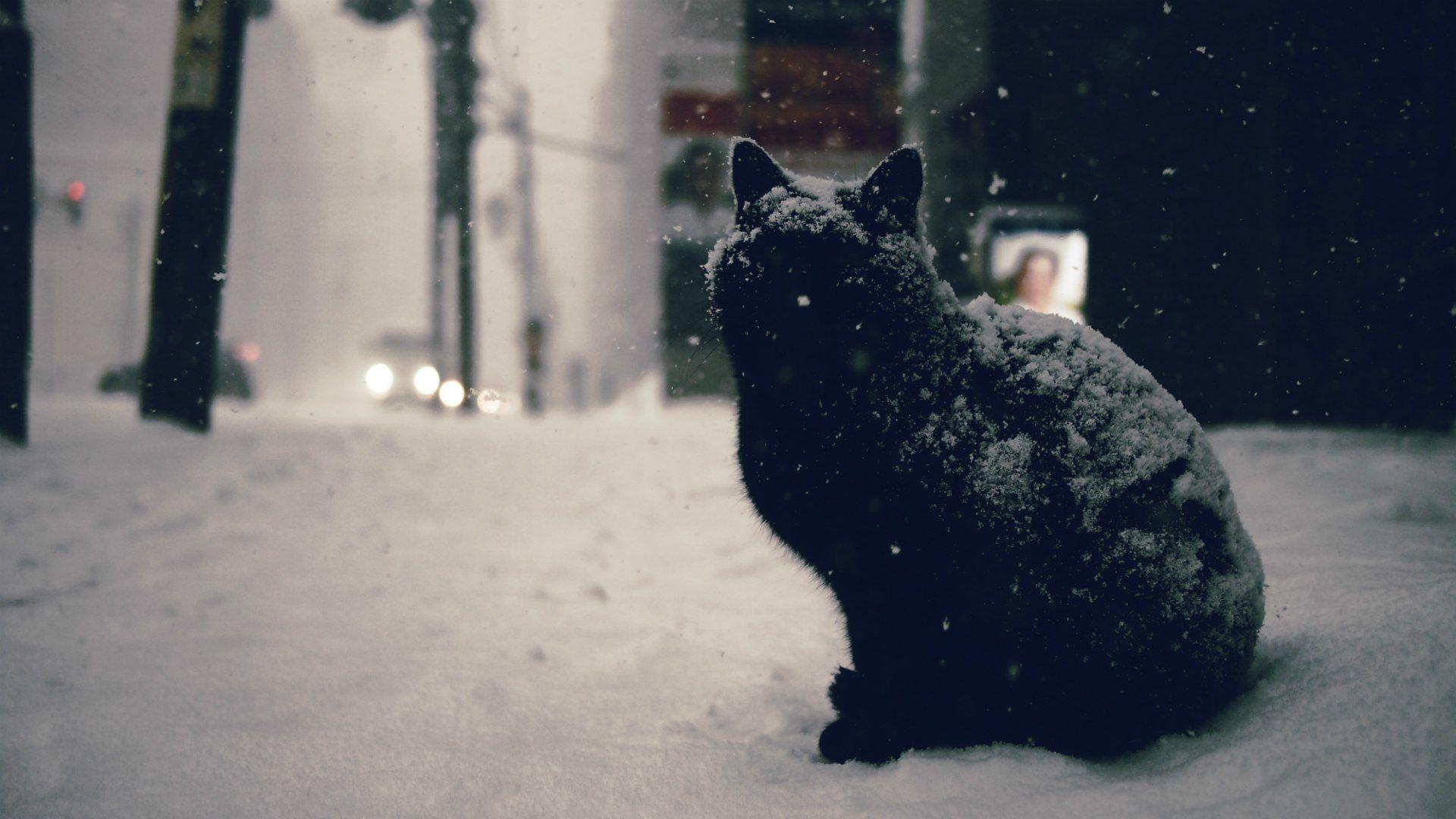 1920x1080 Cats in Snow Wallpaper