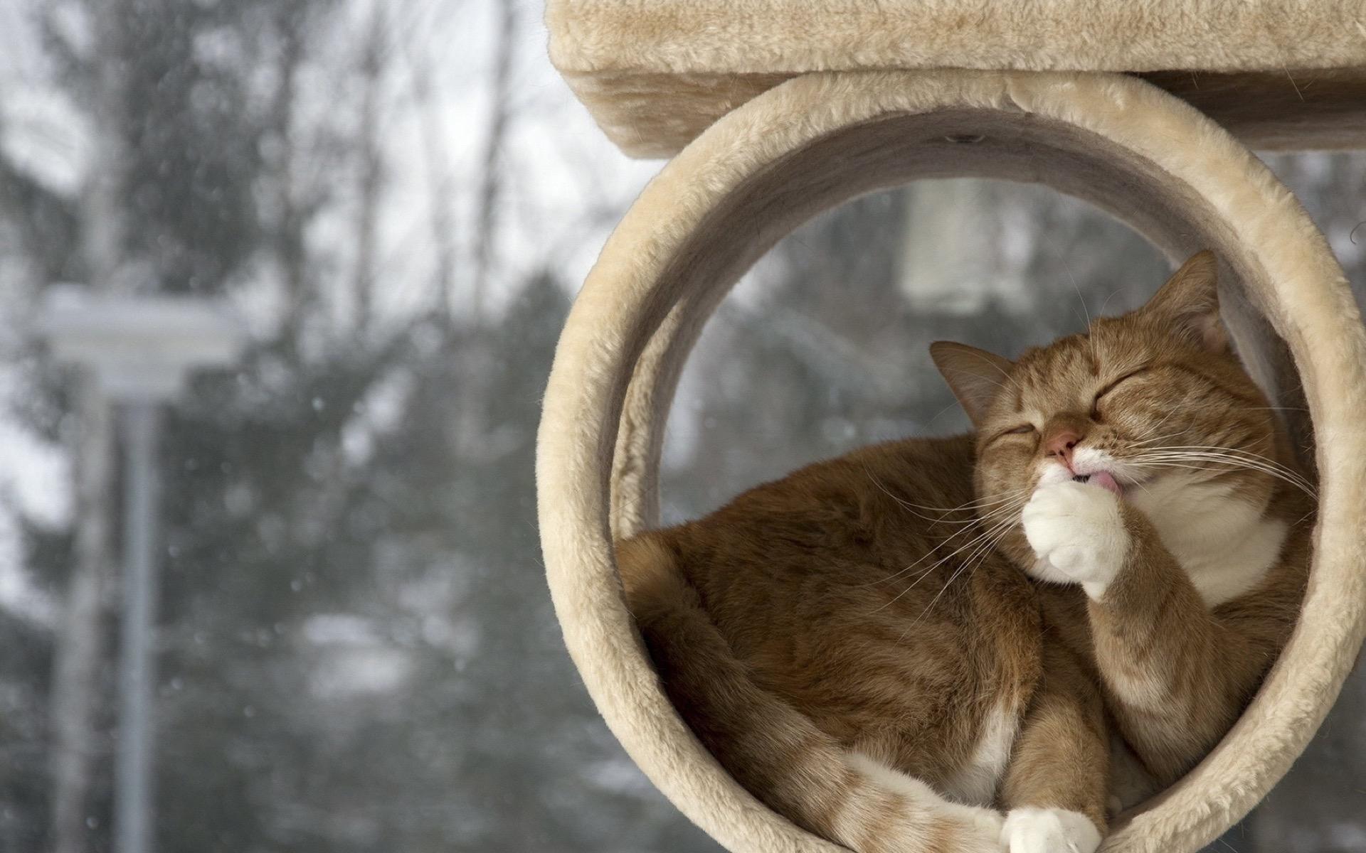 1920x1200 Cute Winter Cats Wallpaper