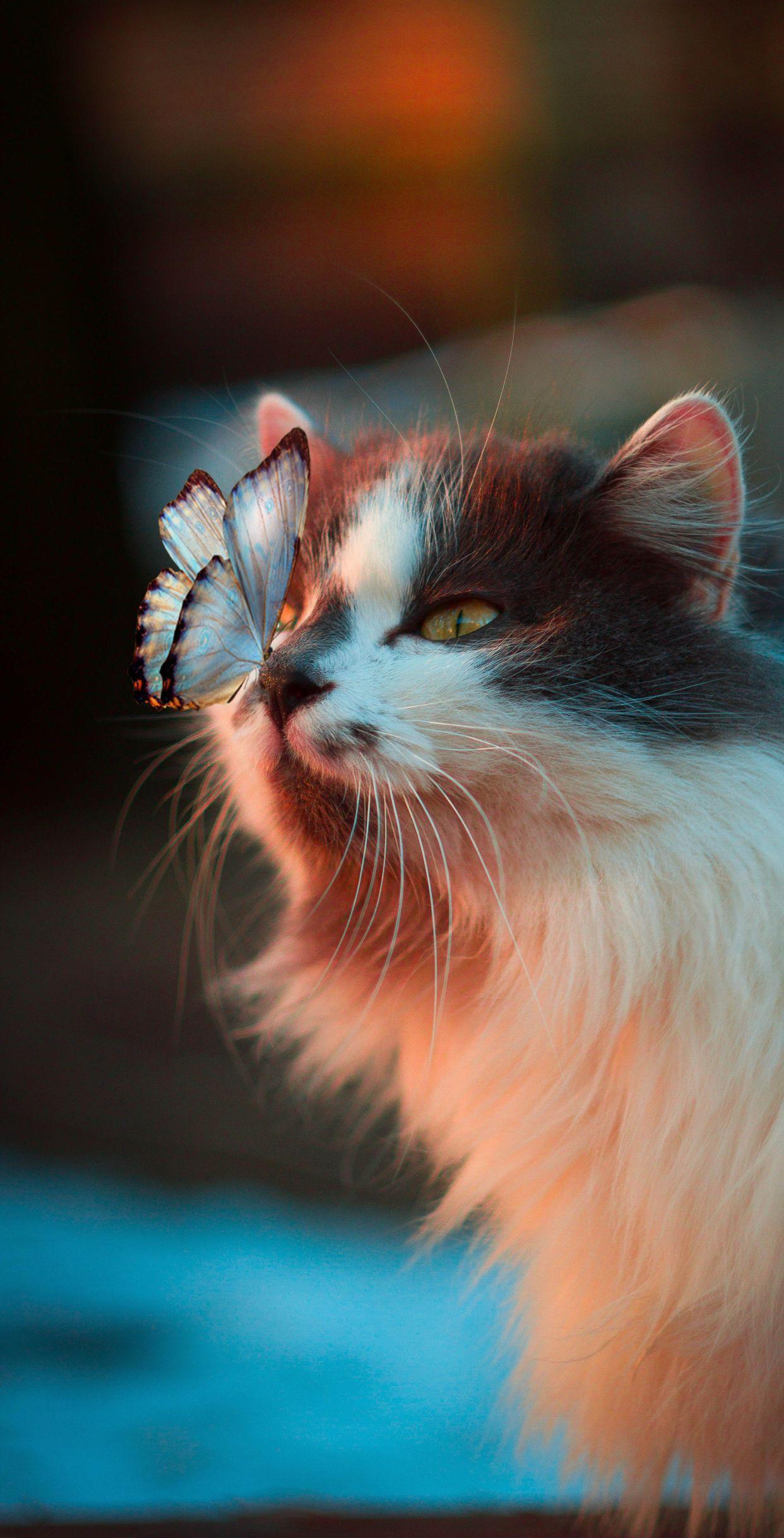 1242x2436 Beautiful Cute Wallpaper Cats