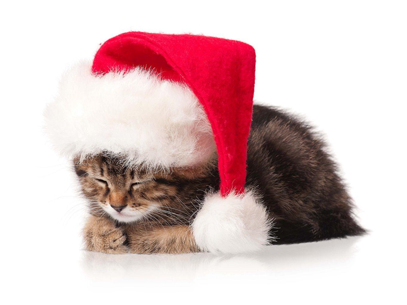 1364x1024 Photos cat New year Winter hat animal