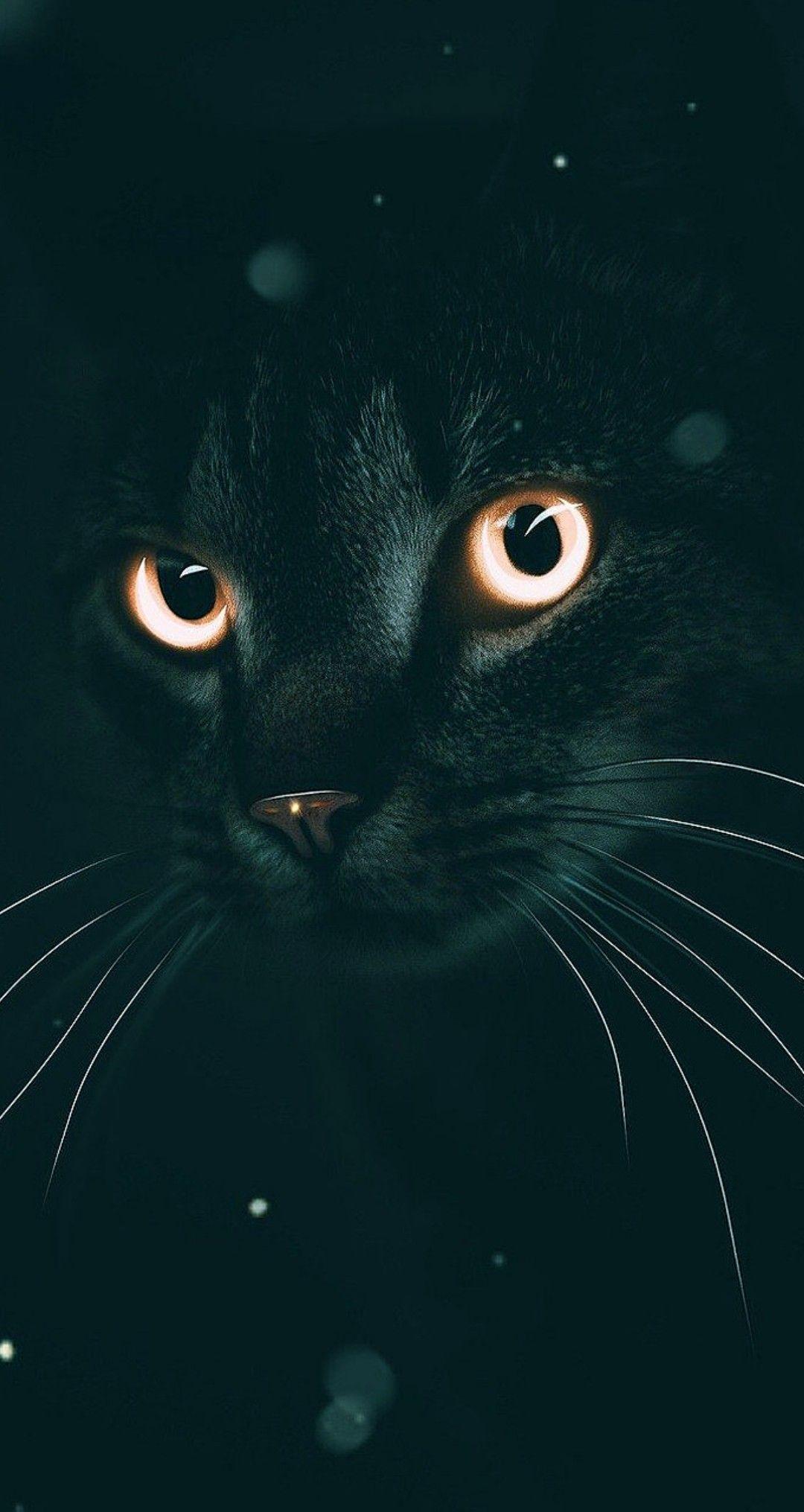 1080x2031 Meow Meows. Warrior cats art, Cat aesthetic, Black cat aesthetic