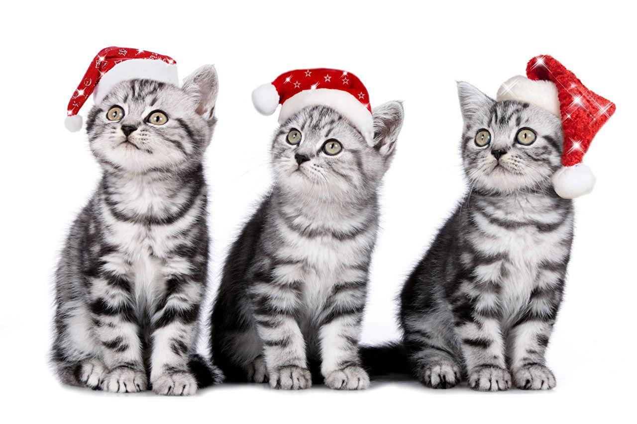 1280x853 image kitty cat Cats New year Winter hat Three 3 Animals