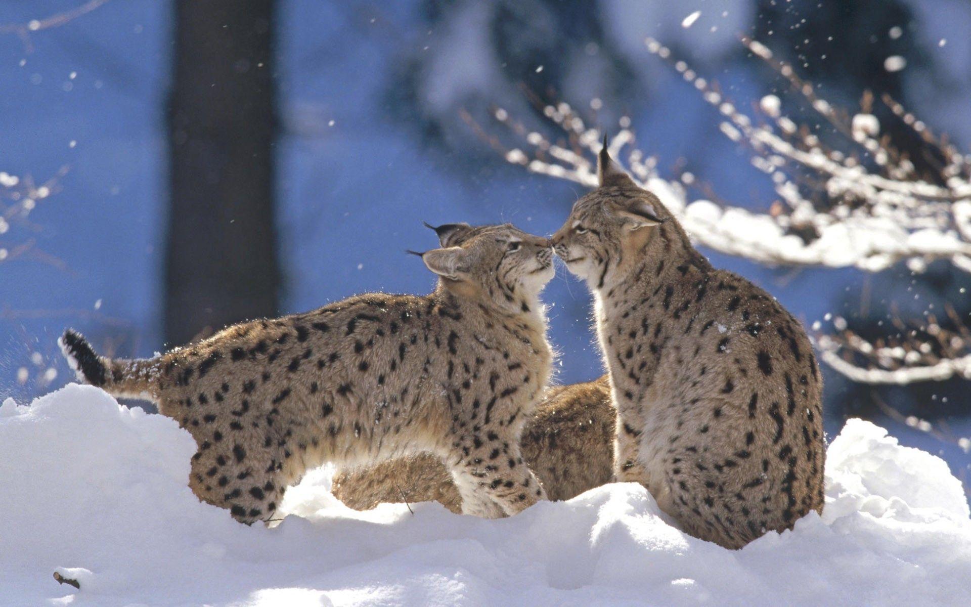 1920x1200 Winter Wildlife Wallpaper