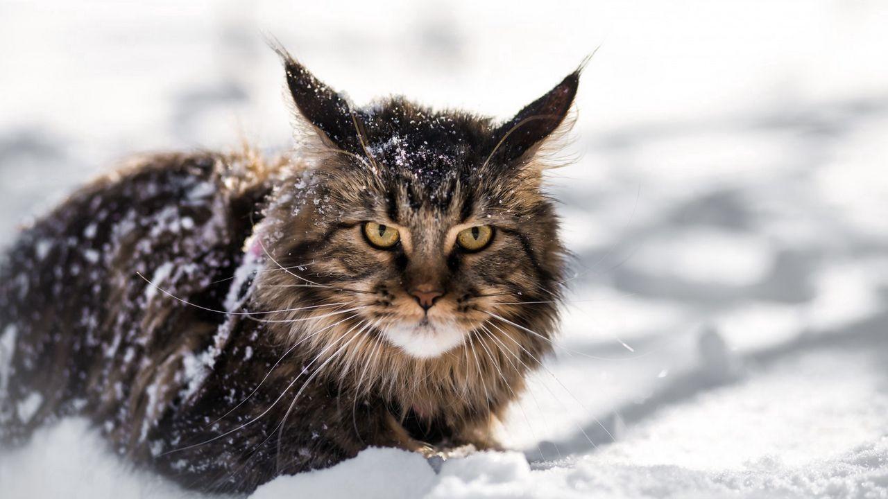 1280x720 Maine Coon Cat Wallpaper Cat Wallpaper