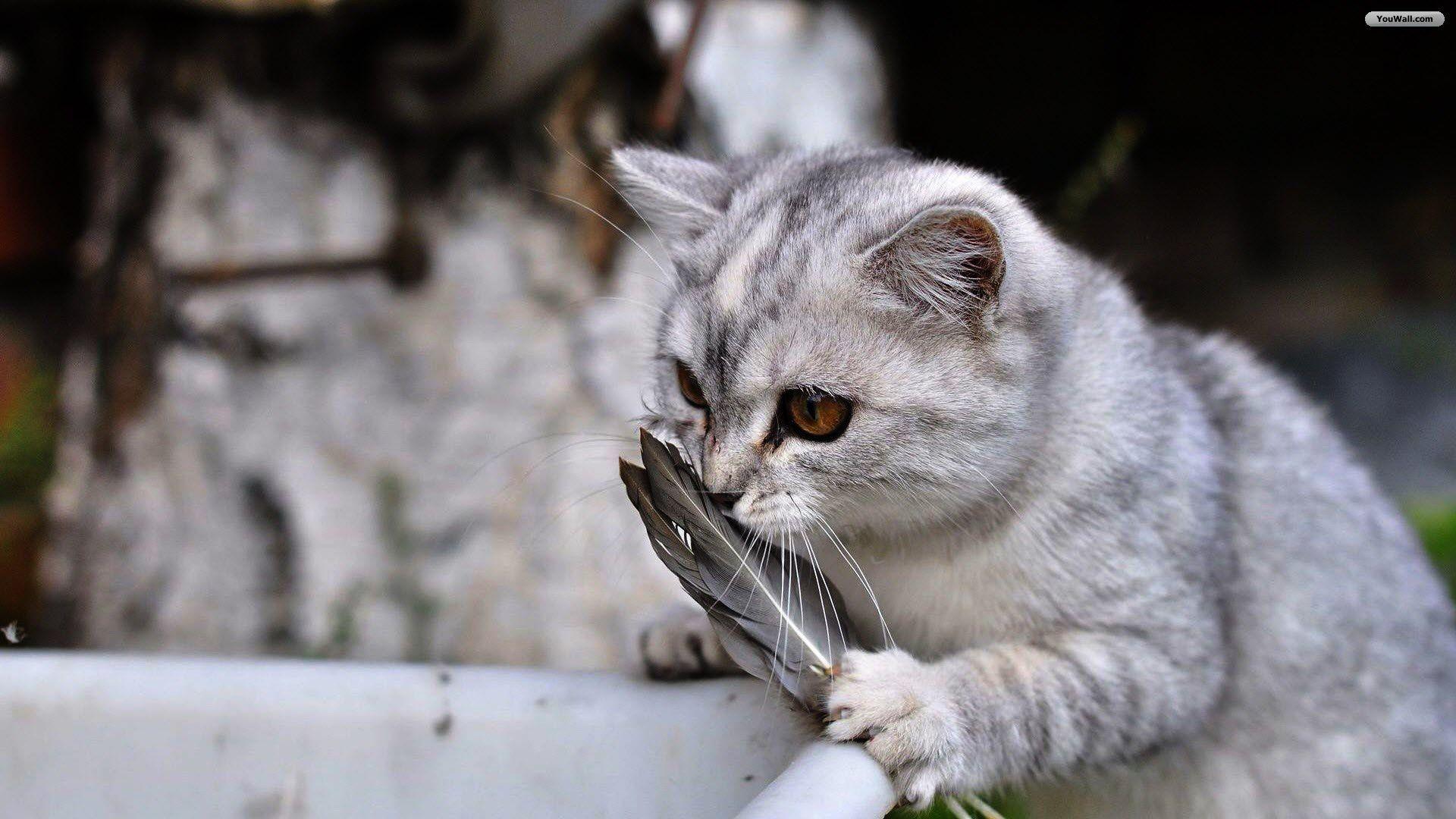 1920x1080 Cat Wallpaper 1920x1080