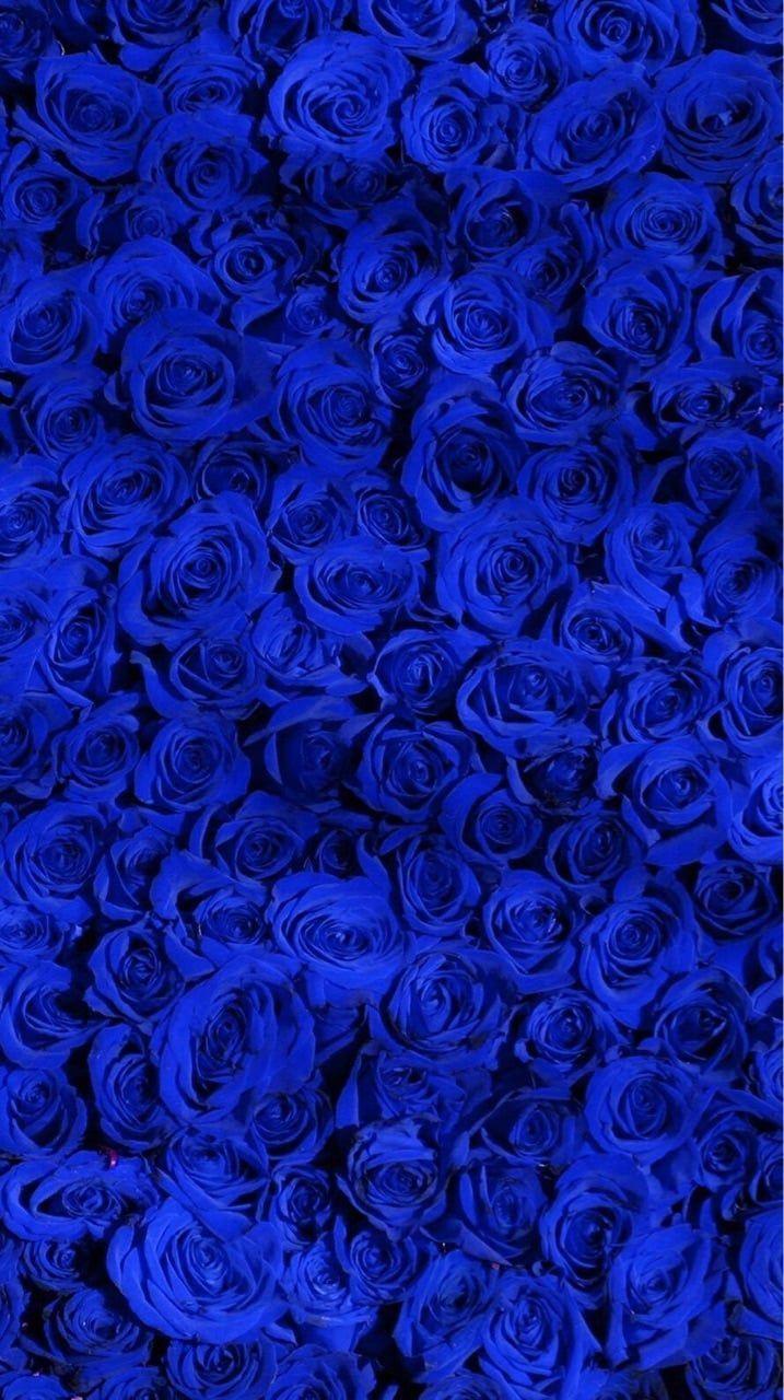 717x1280 Image about blue in wallpaper and background by sweetsweet66. Blue roses wallpaper, Blue flower wallpaper, Royal blue wallpaper