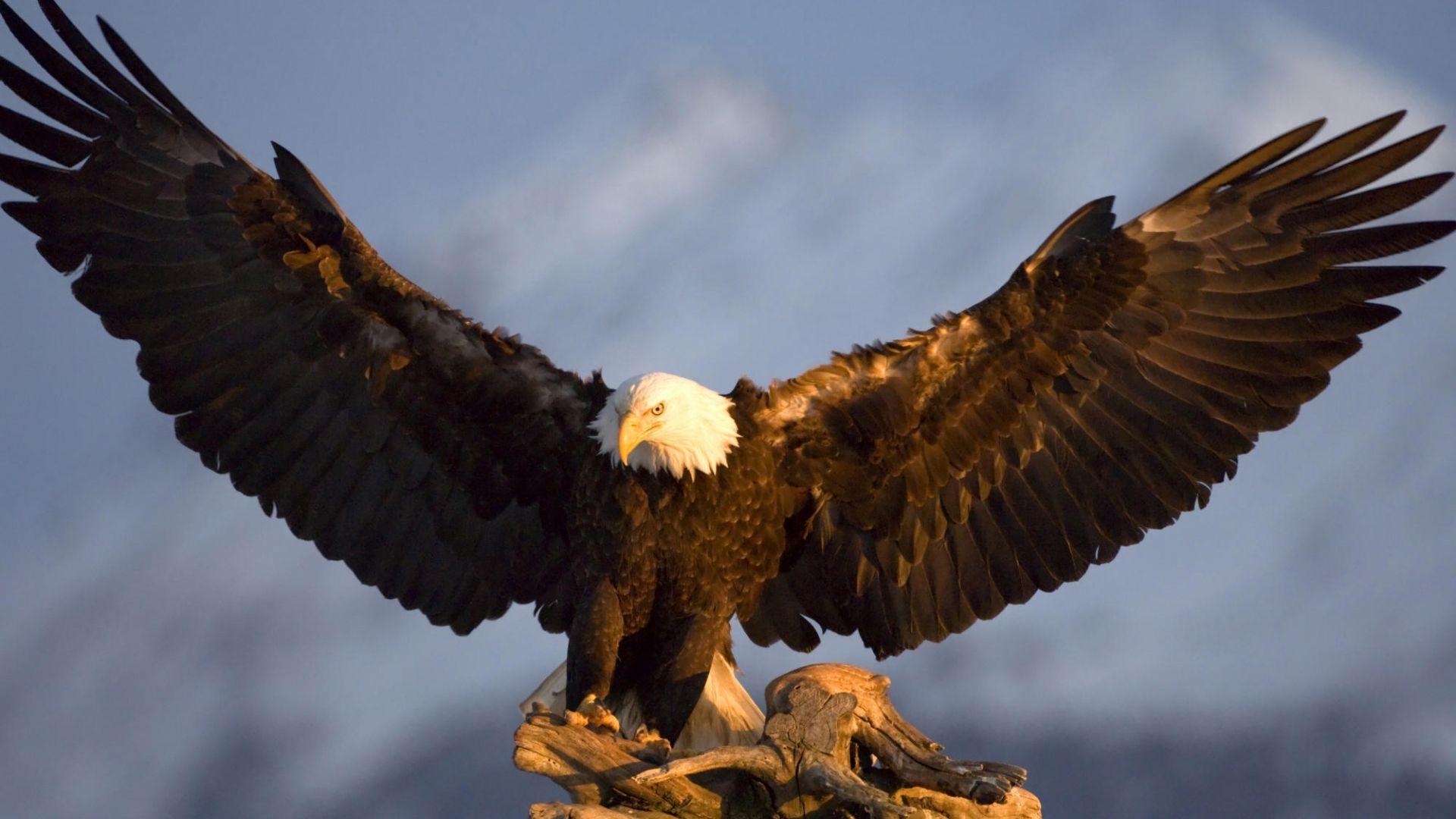 1920x1080 Eagle Wallpaper Free Download