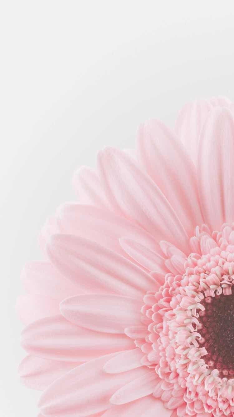750x1334 Wallpaper iPhone Pastel Rose Gold Cute Flowers