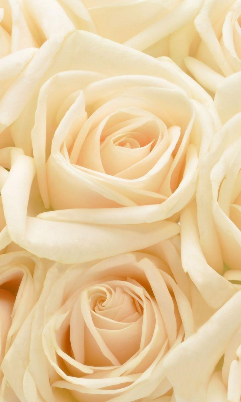 768x1280 Pastel Roses Flowers Background Yellow Flowers Background HD Wallpaper
