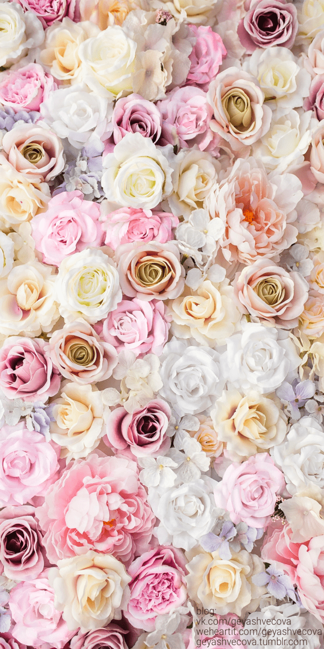 640x1280 Pastel Roses Wallpaper .