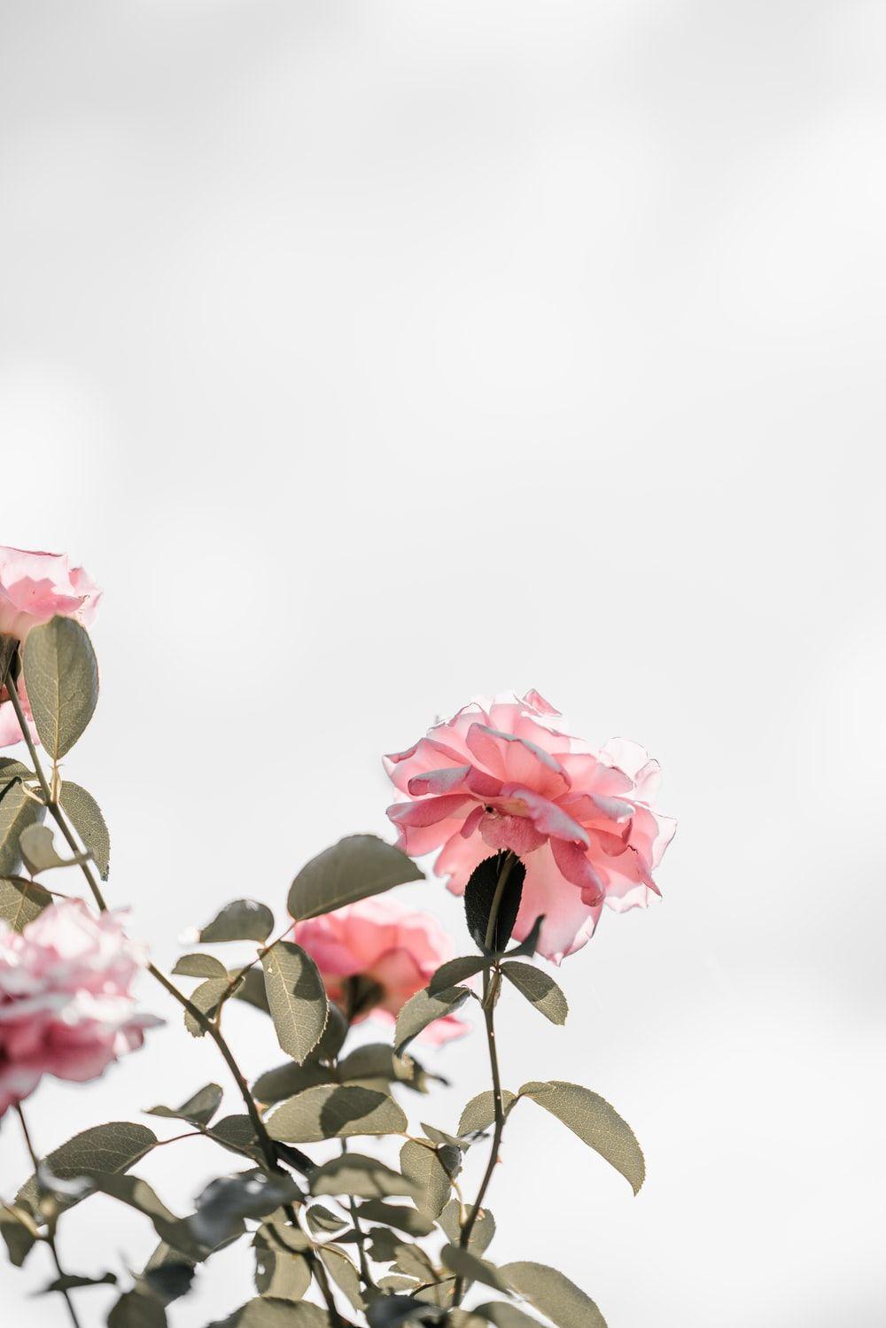 1000x1499 Pink Rose Picture [HD]. Download Free Image