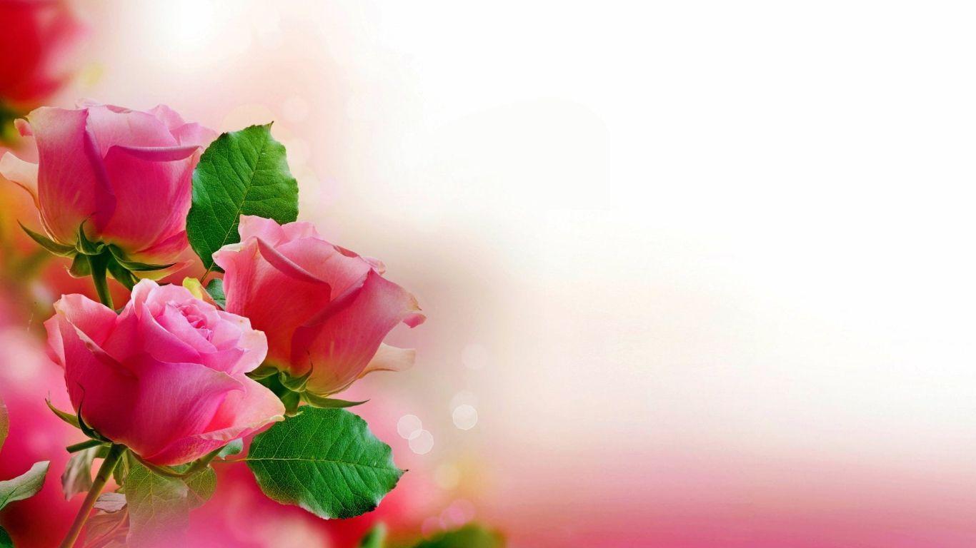 Pastel Rose Flower Wallpapers - Top Free Pastel Rose Flower Backgrounds ...