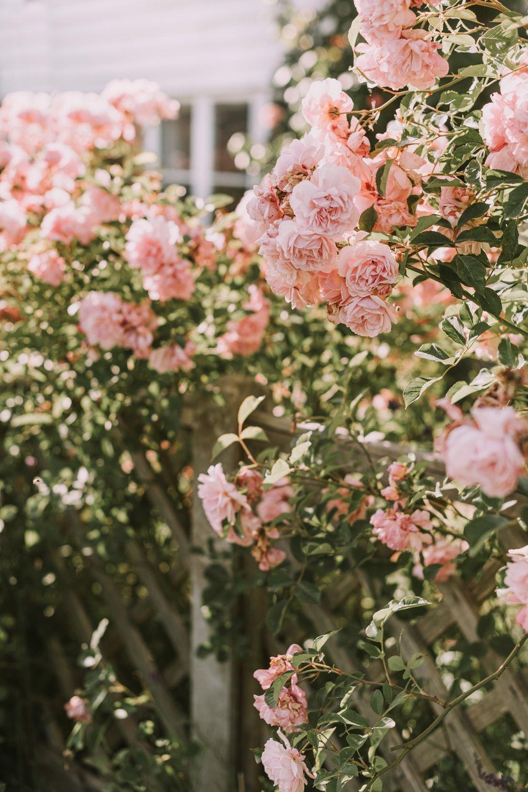Pastel Rose Flower Wallpapers - Top Free Pastel Rose Flower Backgrounds