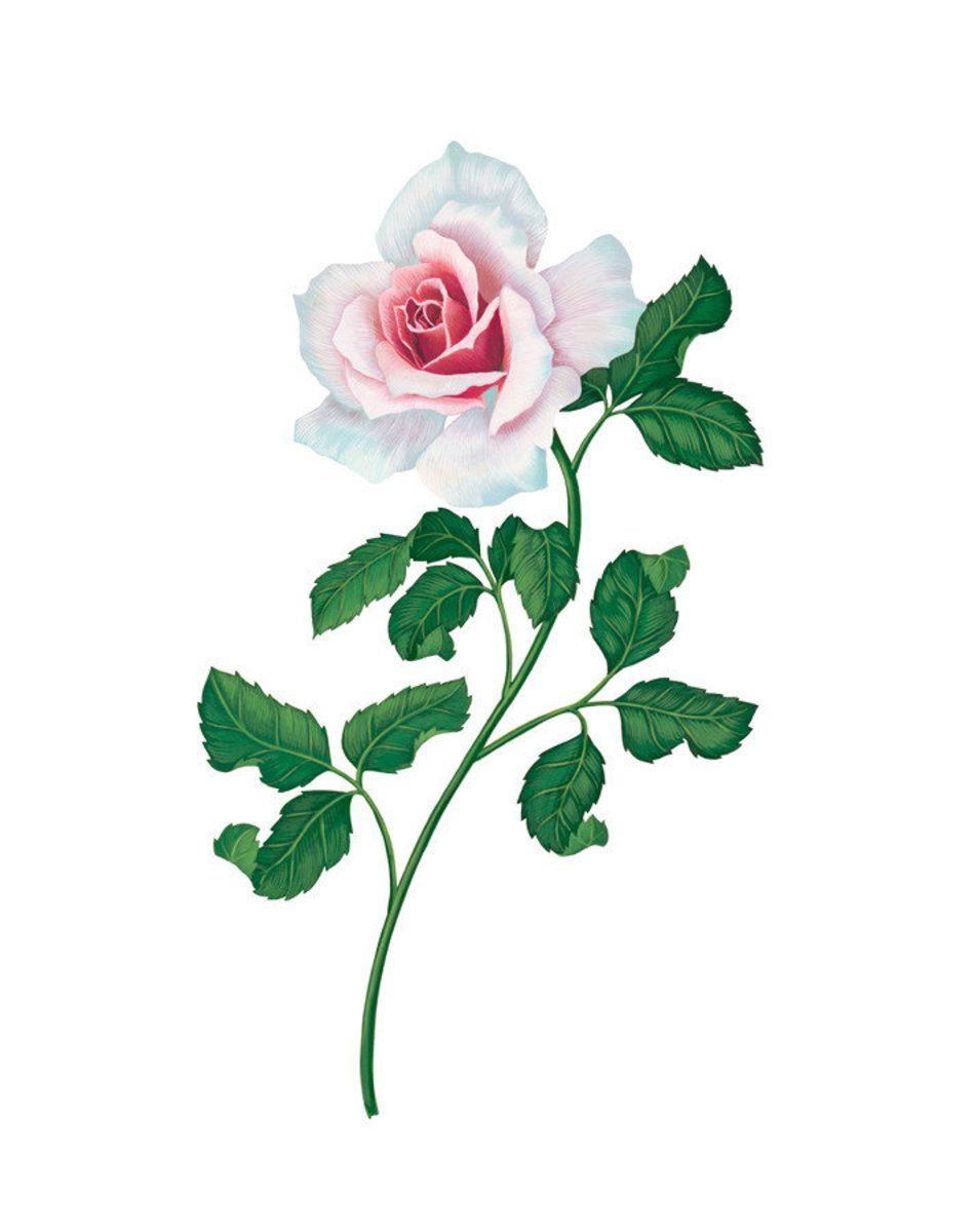 952x1200 Pale Pastel Rose Mural Wallpaper. Murals Your Way