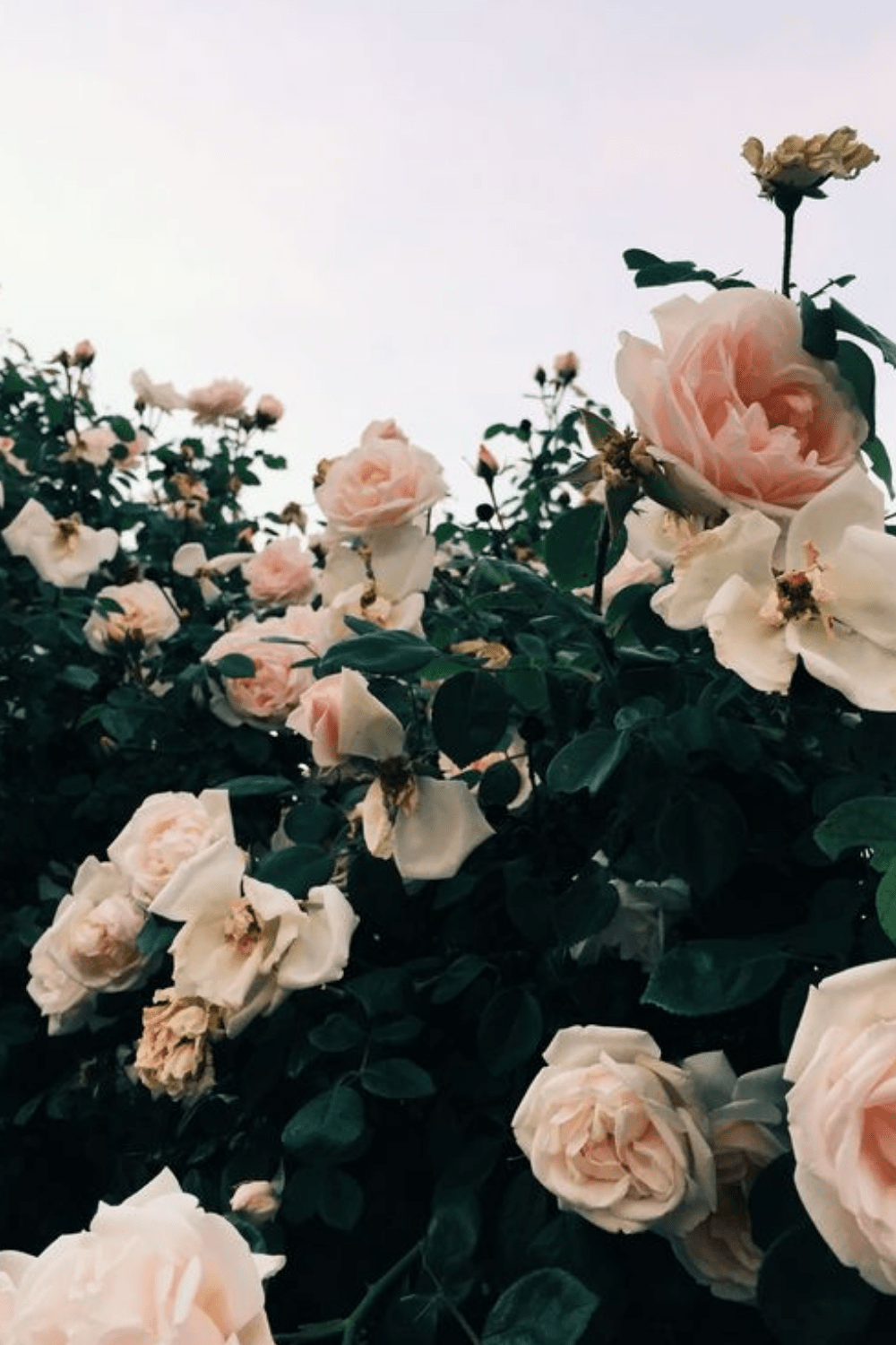 1000x1500 MOISTURIZER: Replenish + Protect. Aesthetic light, Flower aesthetic, Aesthetic wallpaper