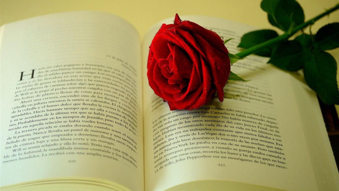 1366x768 Rose Flower Photo Wallpaper