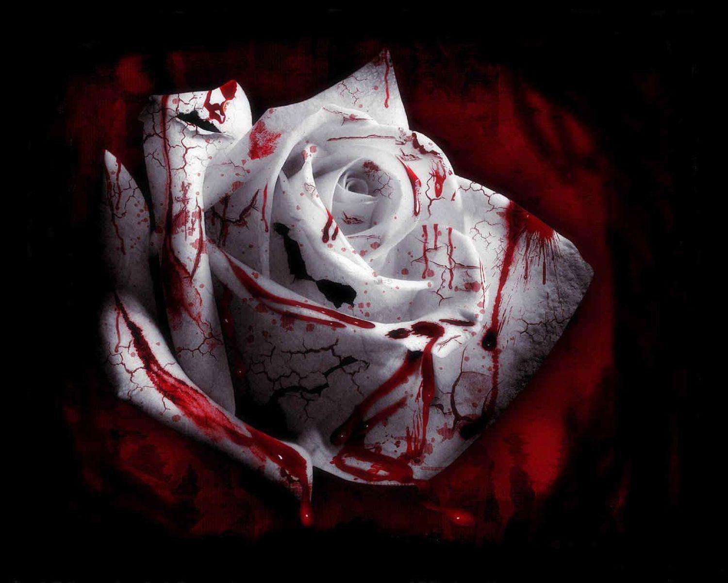 1500x1200 Blood Red Rose Wallpaper