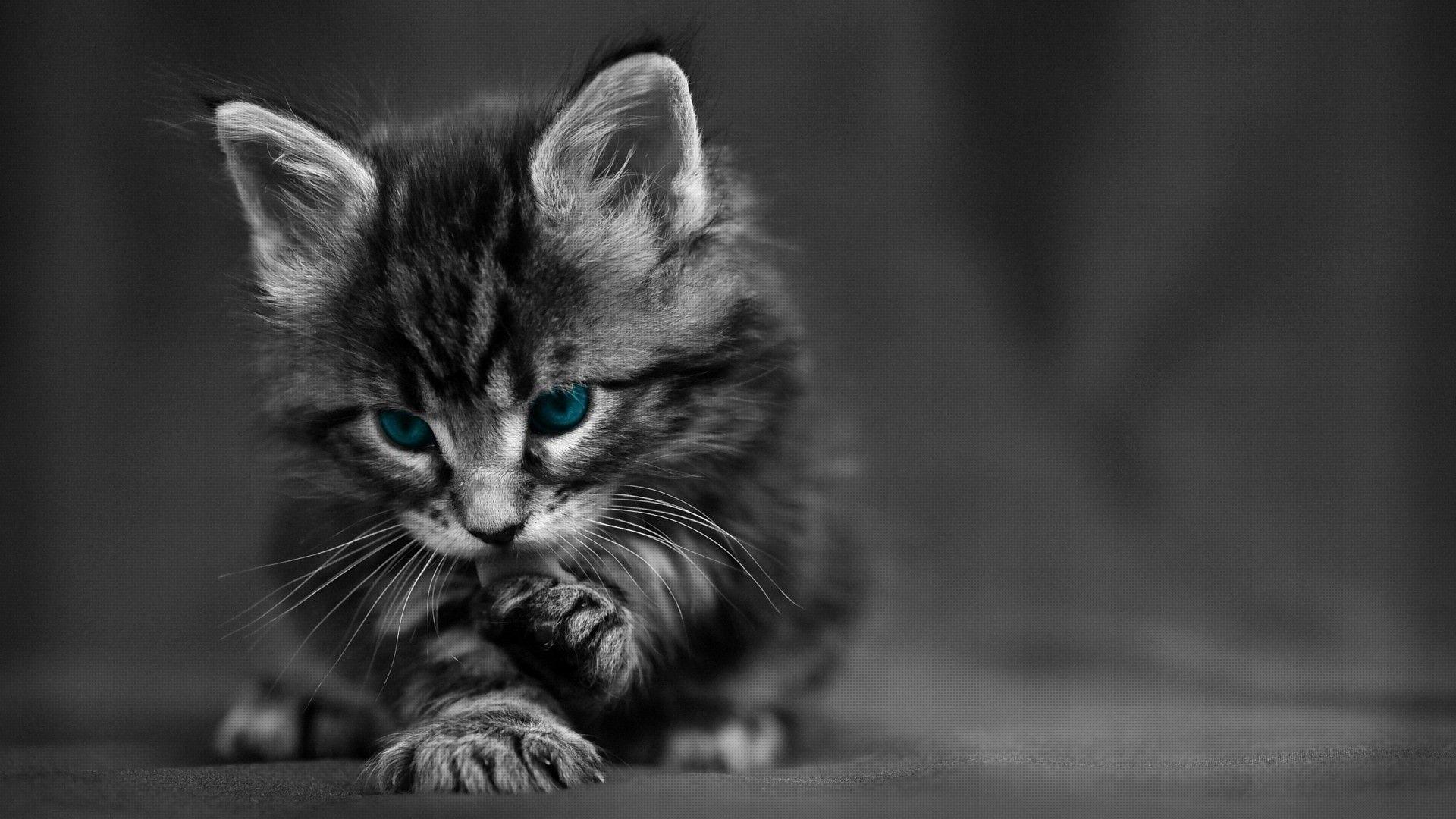 1920x1080 1920x1080 cat kittens baby animals blue eyes selective coloring animals texture wallpaper JPG 364 kB