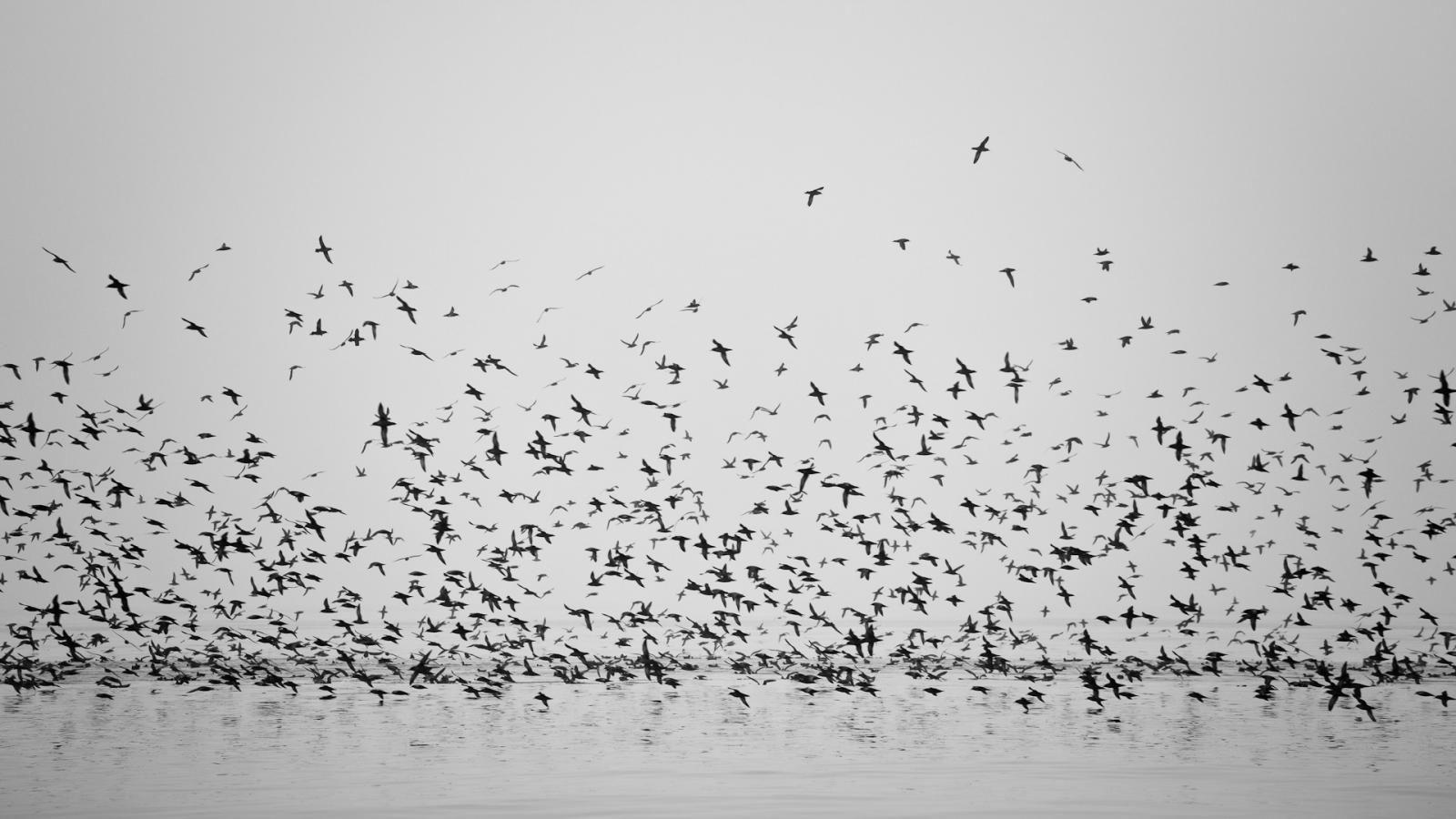 Black and White Bird Wallpapers - Top Free Black and White Bird Backgrounds  - WallpaperAccess