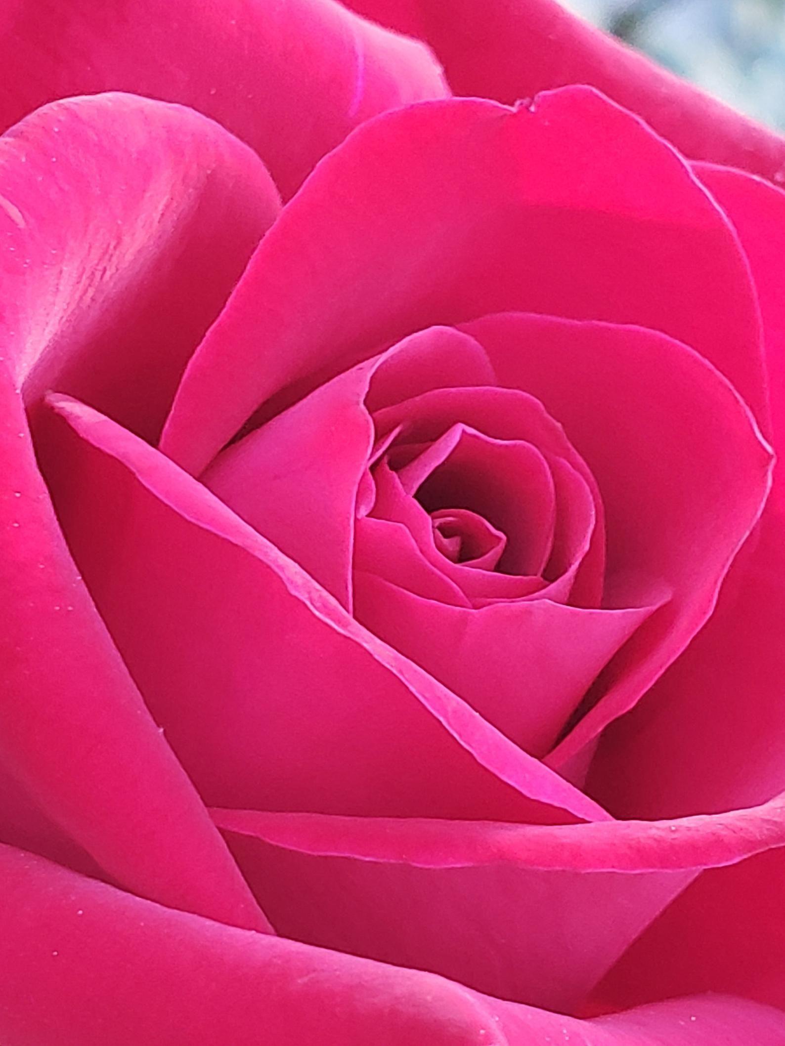 1588x2117 The Beauty of a Rose : Cross Stitch and Diamond Painting. Etsy. Beautiful flowers wallpaper, Beautiful flowers picture, Beautiful rose flowers