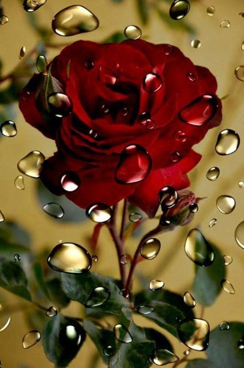 794x1196 5D Diamond Painting Flower Full Drill Rose Cross Stitch Home. Etsy. Beautiful Rose Flowers, Rose Flower Wallpaper, Red Roses Wallpaper