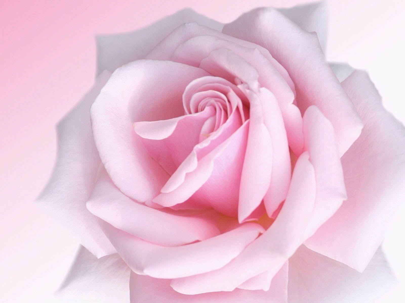 1600x1200 Rose Pink Wallpaper