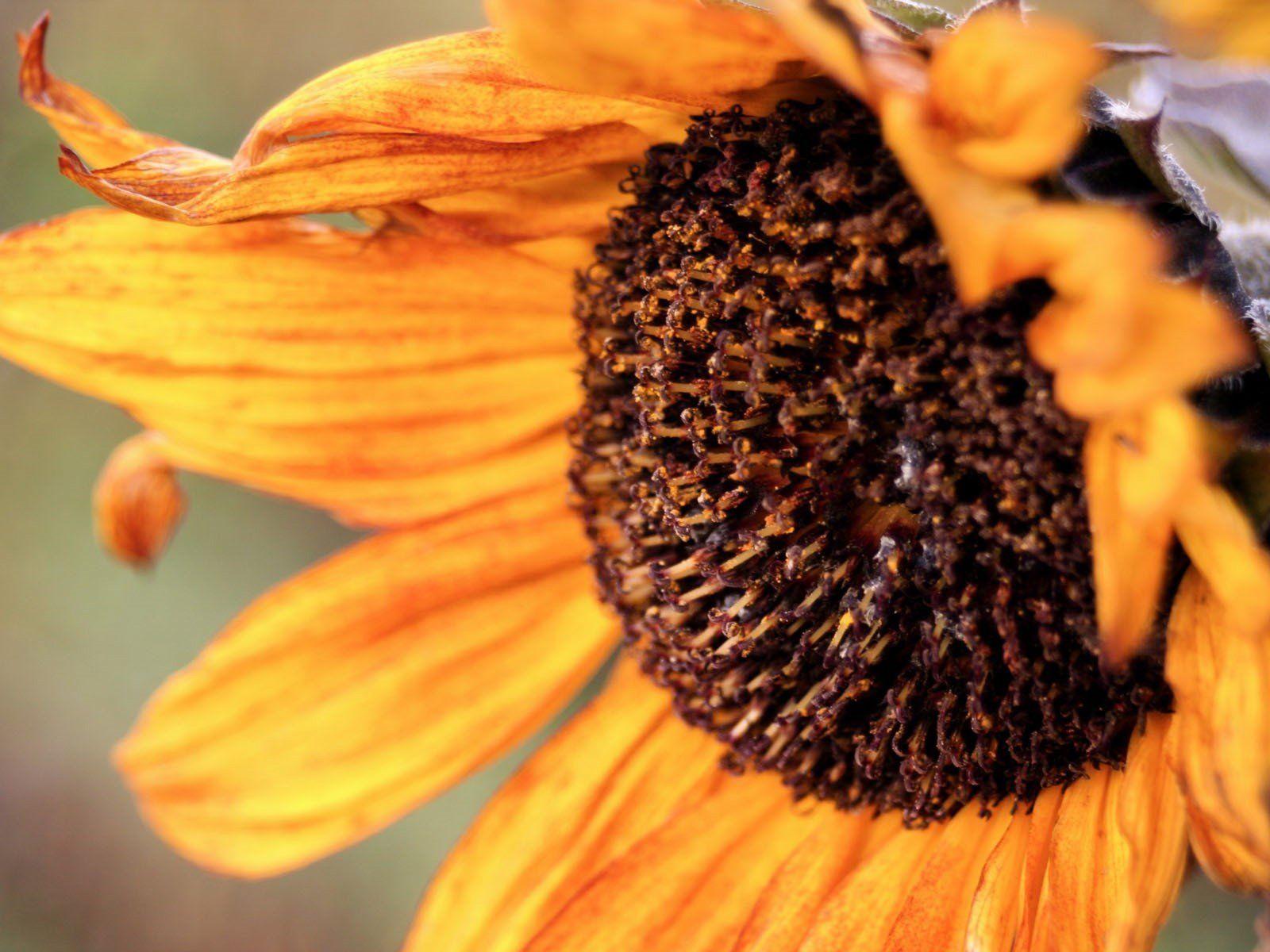 1600x1200 Fall Sunflower Desktop Background Computer .