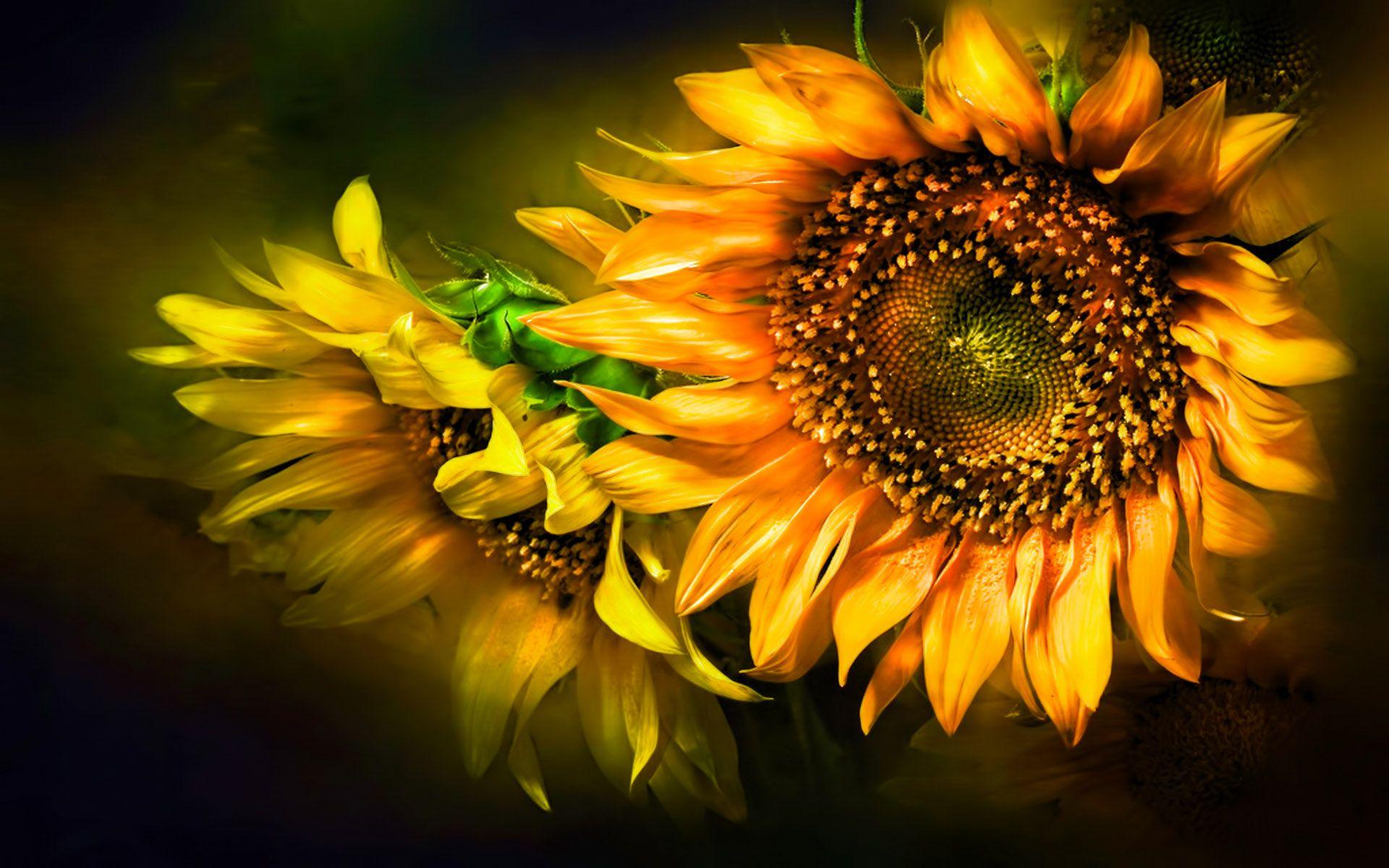 1920x1200 Desktop Background Desktop Wallpaper Sunflower