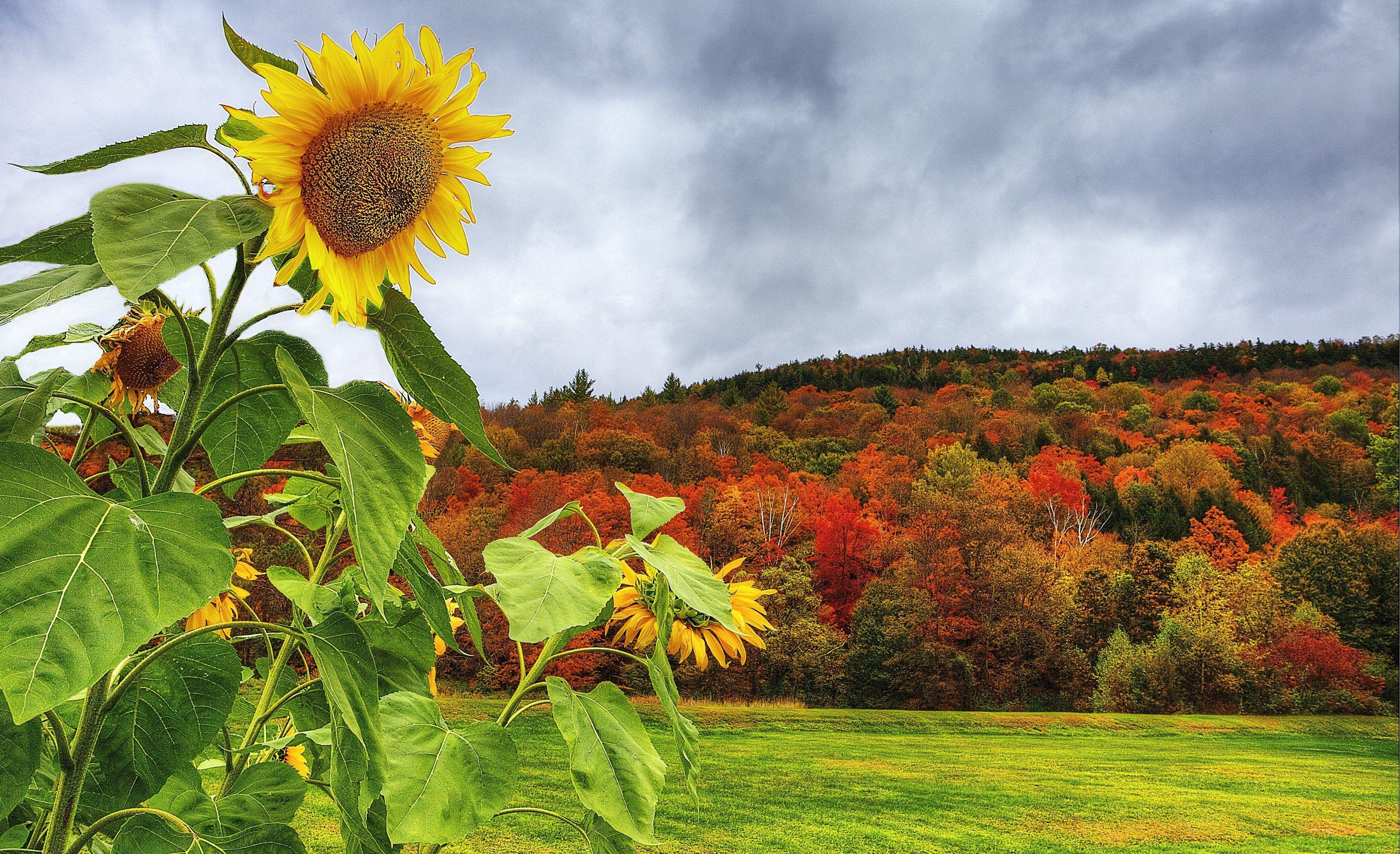 3596x2193 Fall Sunflower Desktop Background .