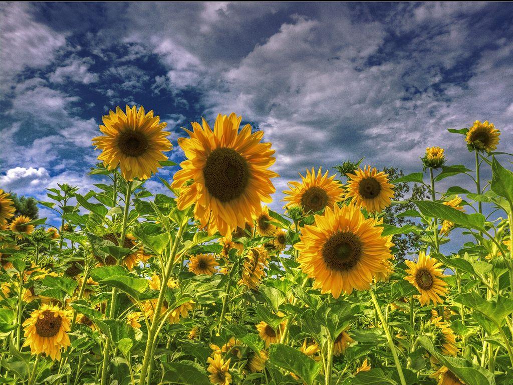1024x768 Free download wallpaper Sunflower Field Wallpaper HD wallpaper background desktop [1024x768] for your Desktop, Mobile & Tablet. Explore Autumn Sunflower Desktop Wallpaper. Sunflower Wallpaper, 3D Sunflower Wallpaper