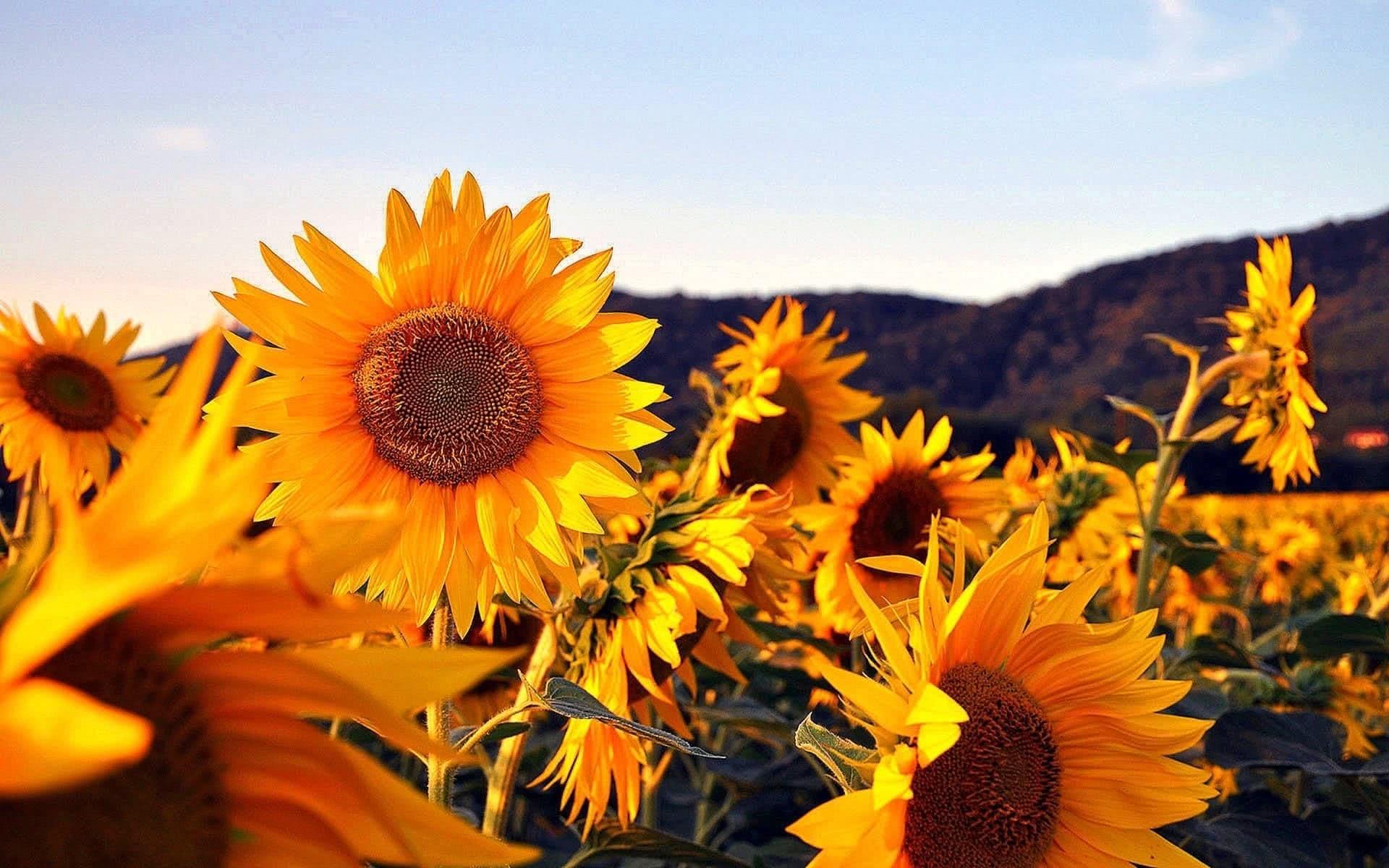 Autumn Sunflower Desktop Wallpapers Top Free Autumn Sunflower Desktop Backgrounds 6990