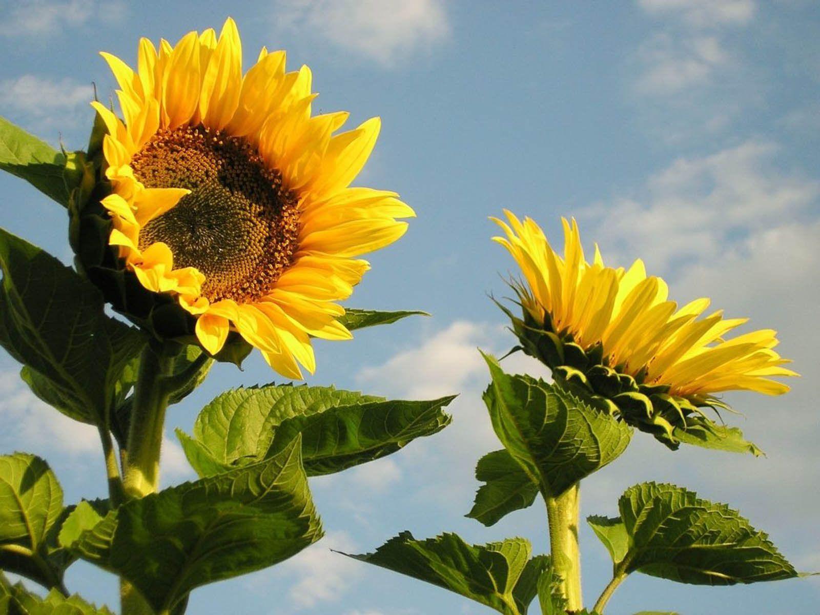 1600x1200 Free download Desktop Wallpaper Sunflowers Desktop Wallpaper [1600x1200] for your Desktop, Mobile & Tablet. Explore Autumn Sunflower Desktop Wallpaper. Sunflower Wallpaper, 3D Sunflower Wallpaper
