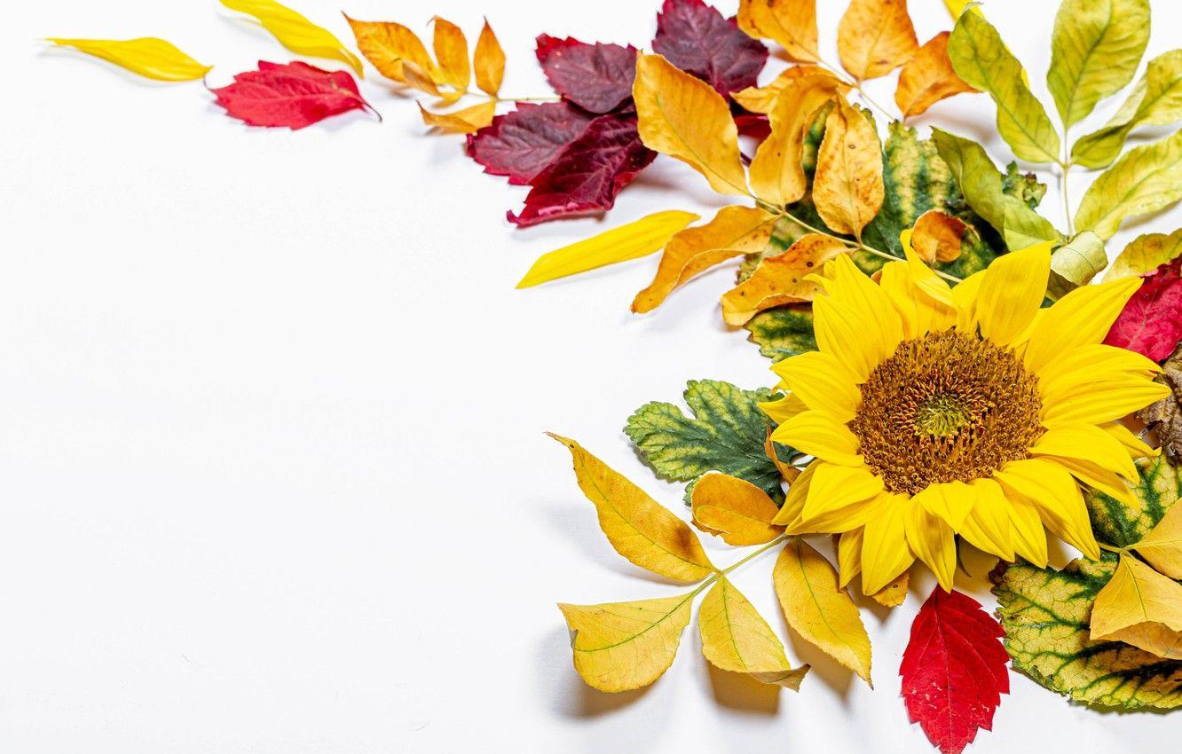 1332x850 Wallpaper autumn, leaves, branches, sunflower, postcard, template, blank image for desktop, section разное