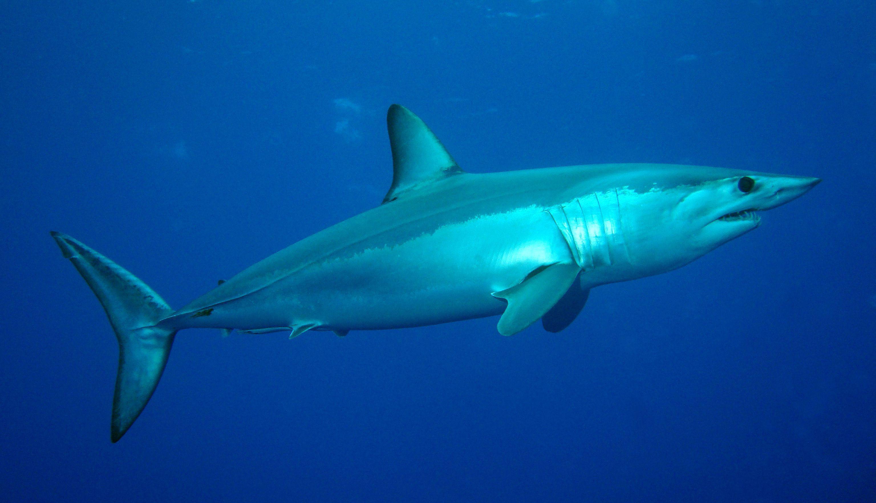 3072x1763 Shortfin Mako Shark Wallpaper