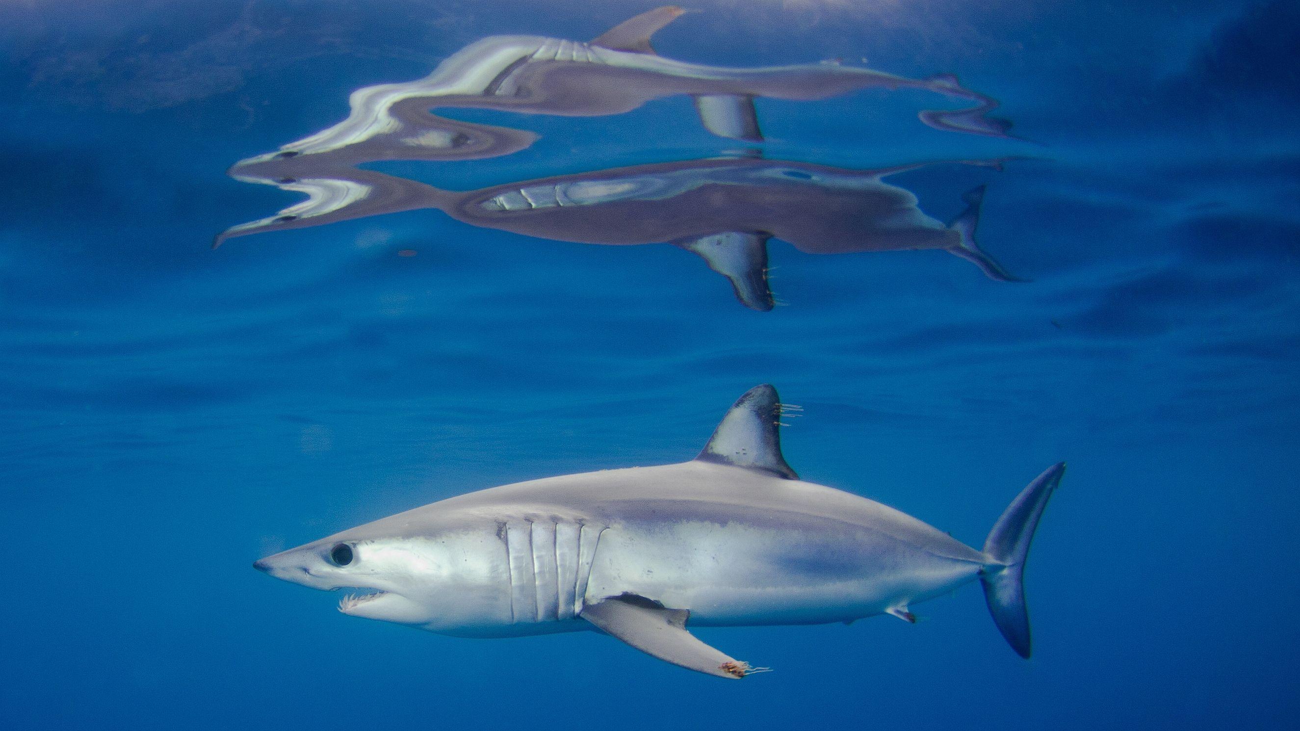 2650x1490 Mako Shark Wallpaper .