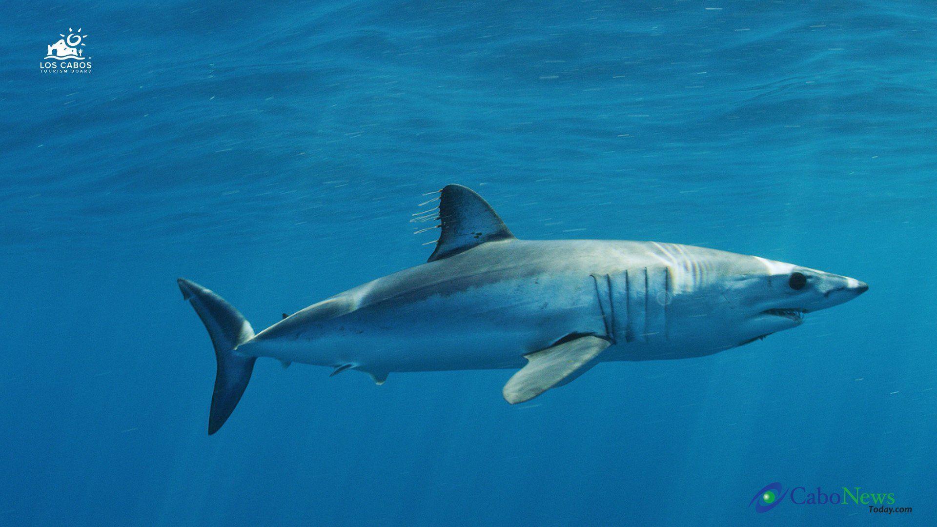 1920x1080 Mako Shark Wallpaper 1920×1080