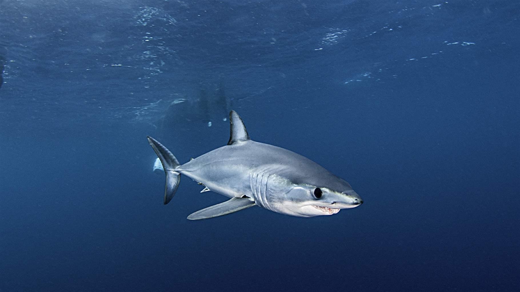 1820x1024 Shortfin Mako Shark Wallpaper