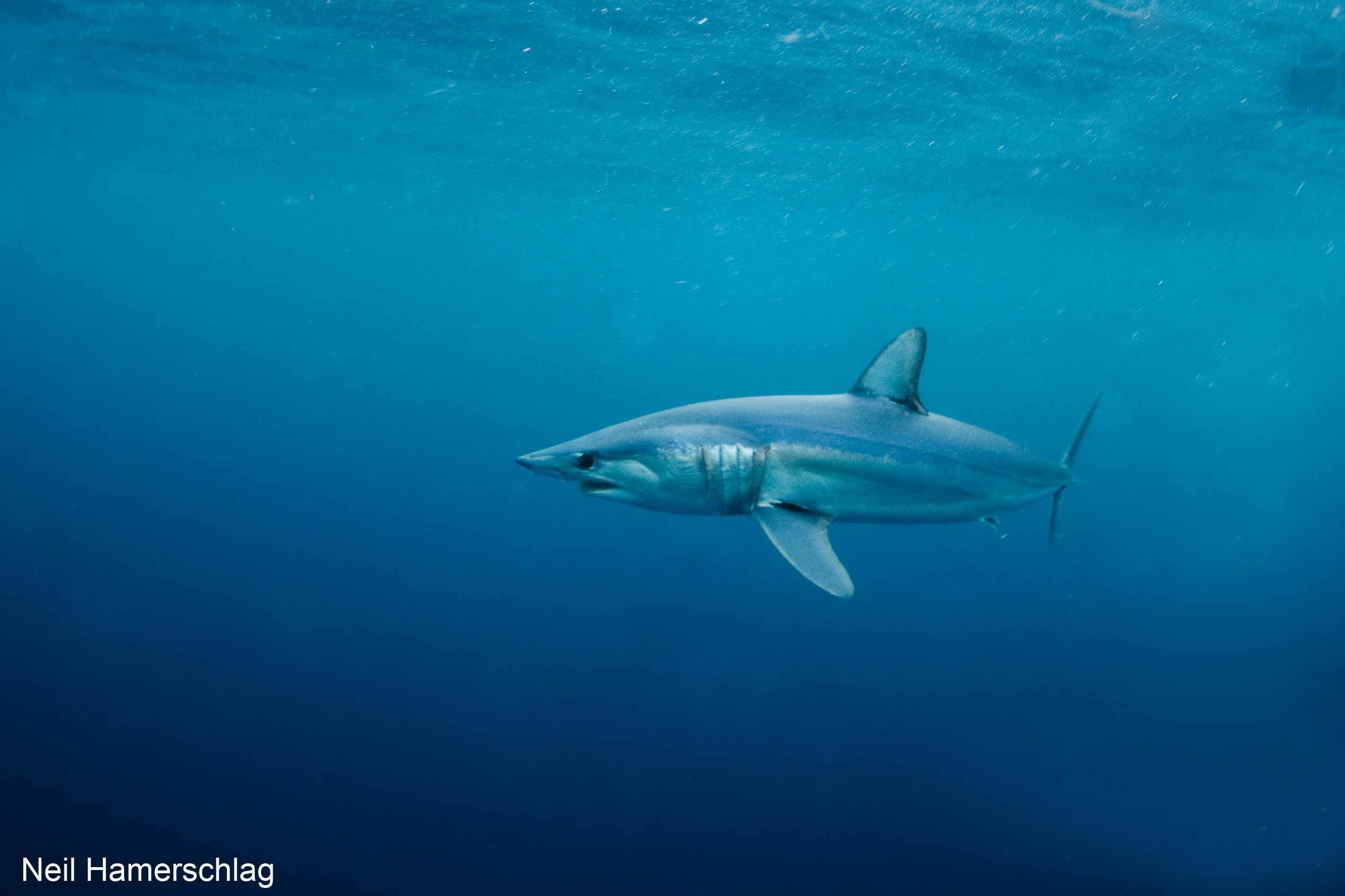 2840x1894 Shortfin Mako Shark Wallpaper