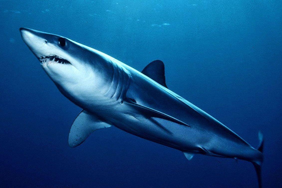 1130x753 Mako Shark Wallpaper 1130×753