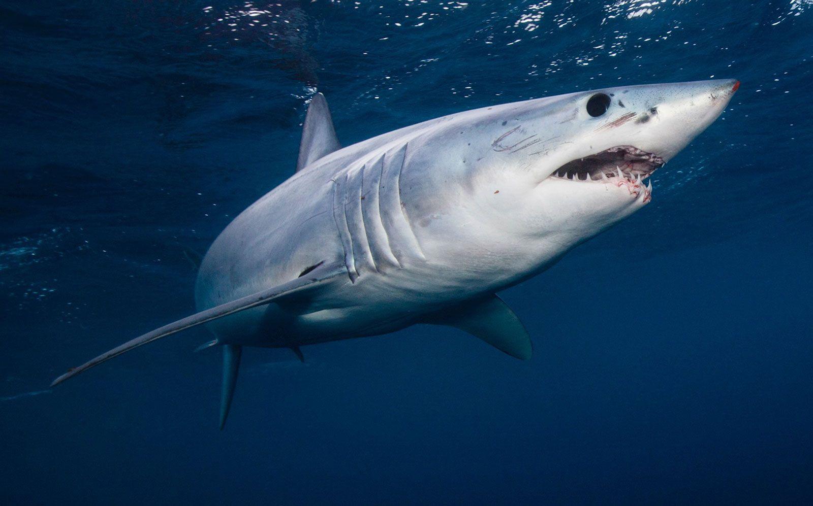 1600x997 mako shark. Size, Diet, & Facts