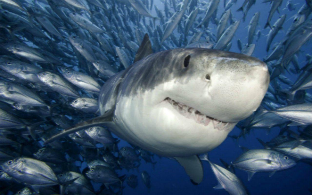 1280x800 Mako Shark Wallpaper 1280×800