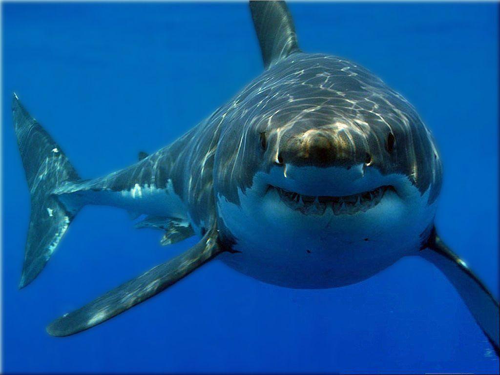 1024x768 Mako Shark Wallpaper 74768