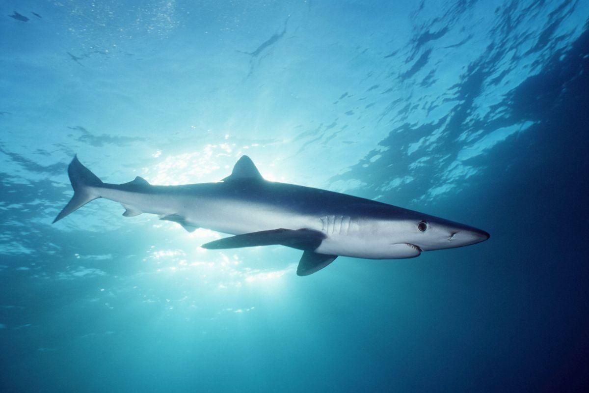 1200x800 Shark Diving