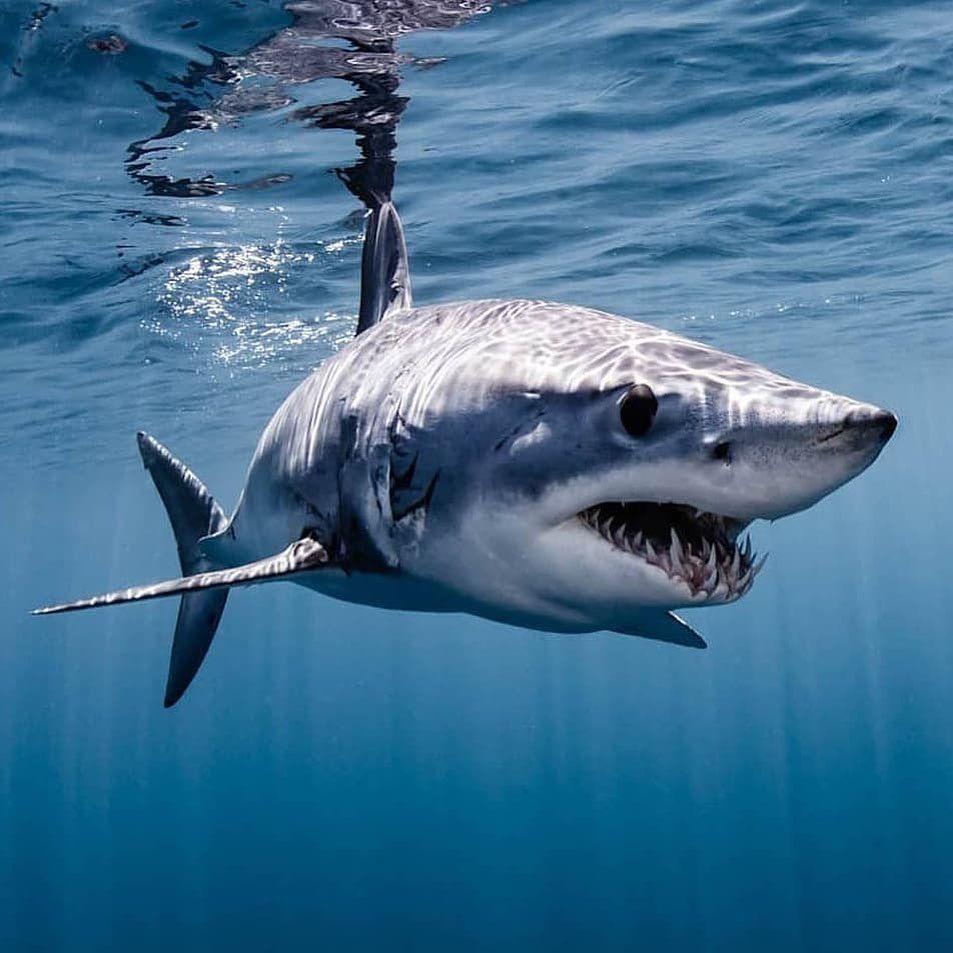 953x953 Shark Of The Week on Instagram: “On first glance, the mako shark looks like a terrifying creature. The teeth of the mako shark are. Shark, Cool sharks, Mako shark