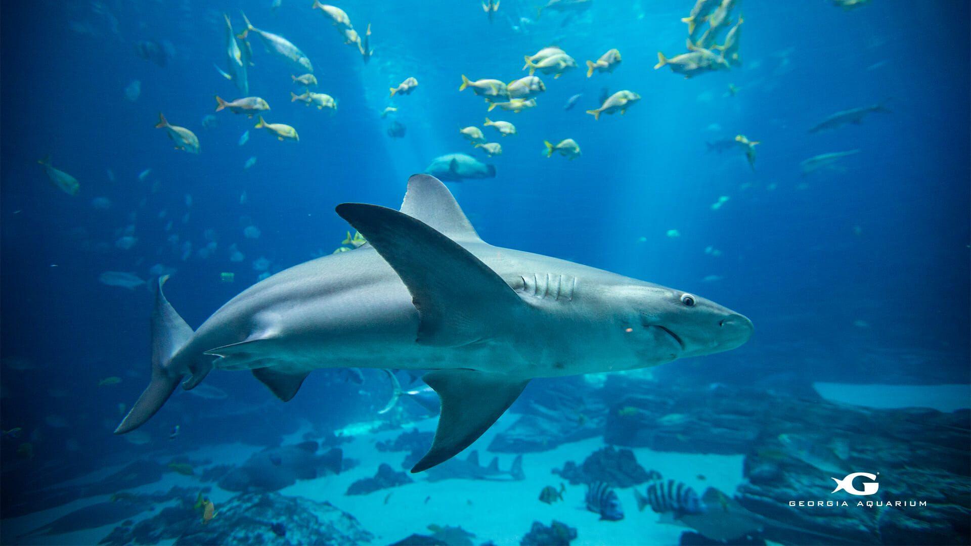 1920x1080 Virtual Background from Georgia Aquarium