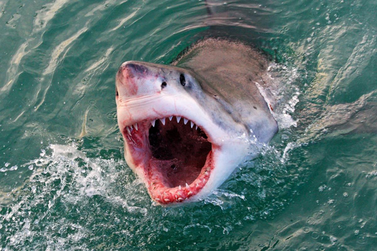1200x800 The deadliest and most dangerous shark species